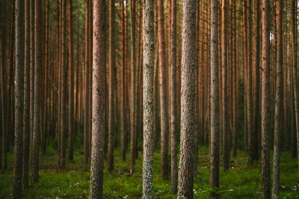 Neo’s Commitment to Sustainable Printing: ISO 14001 Certification and Recycled Paper Options